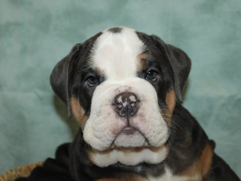 English Bulldog - 21143 Image #1