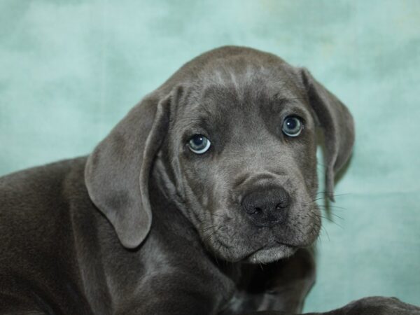 [#21147] Blue Male Cane Corso Puppies for Sale