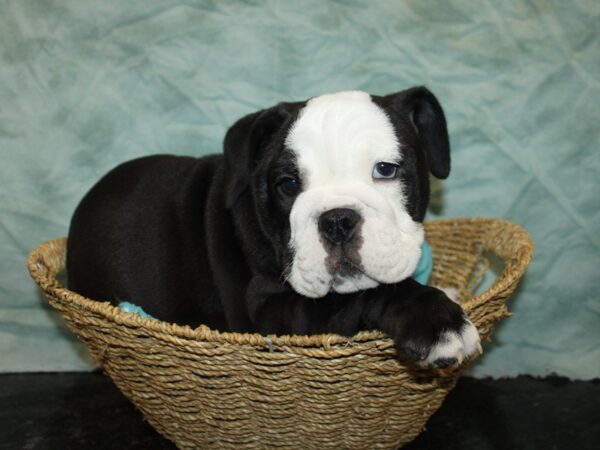 [#21150] Black and White Male English Bulldog Puppies for Sale