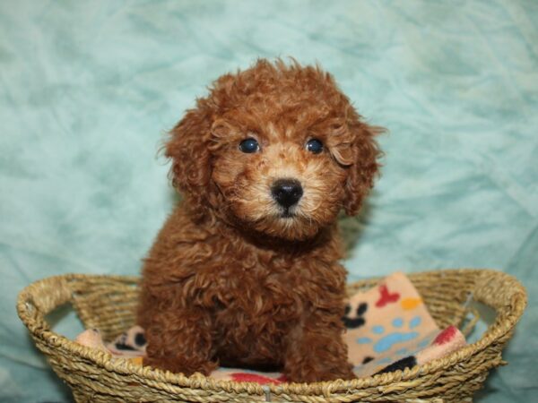 Miniature Poodle-Dog-Female--21157-Petland Dalton, Georgia