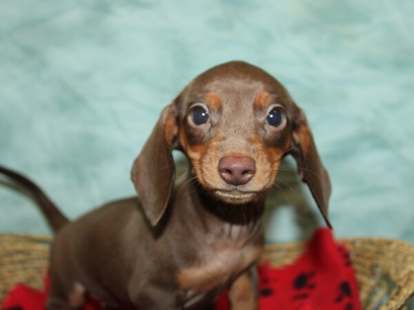 Dachshund Dog Female Chocolate & tan 21162 Petland Dalton, Georgia