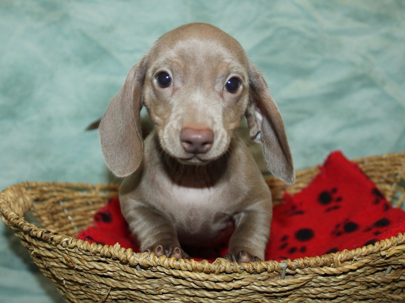 Dachshund - 21161 Image #1