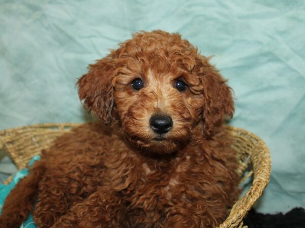 Miniature Goldendoodle Dog Female red 21159 Petland Dalton, Georgia