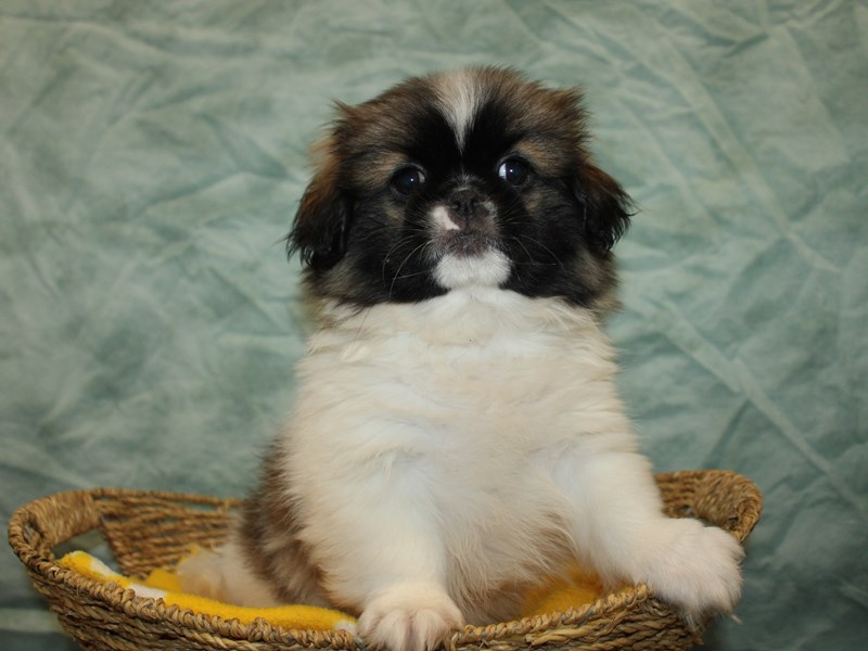 Pekingese - 21154 Image #1