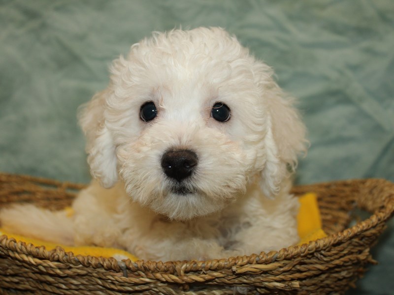 Bichon Frise - 21149 Image #1