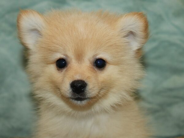 Pomeranian Dog Male Orange 21151 Petland Dalton, Georgia