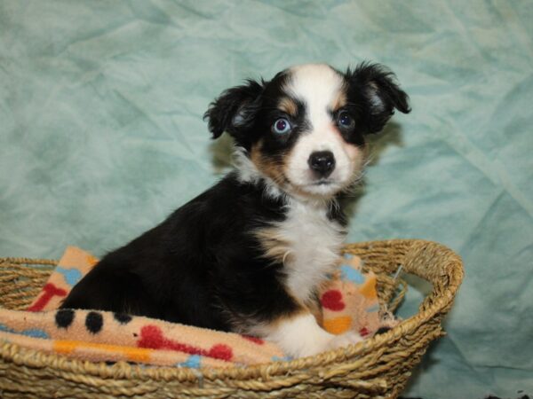 Toy Australian Shepherd Dog Female Black Brown and White 21165 Petland Dalton, Georgia