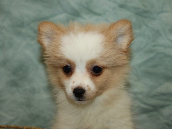 [#9882] Orange Female Pomeranian Puppies for Sale