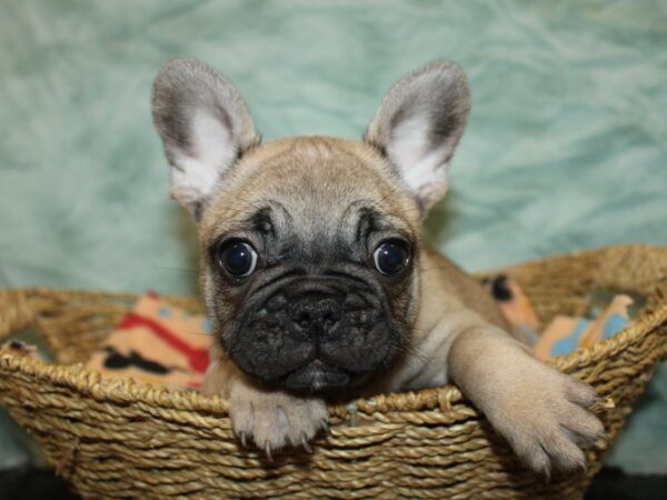 [#9880] Fawn Male French Bulldog Puppies for Sale