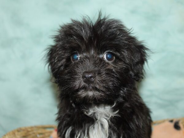 Havanese Dog Male Black 9881 Petland Dalton, Georgia