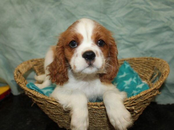 Cavalier King Charles Spaniel Dog Male Blenheim 9878 Petland Dalton, Georgia