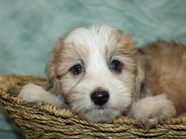 Aussiechon-Dog-Male-Chocolate Merle-9877-Petland Dalton, Georgia