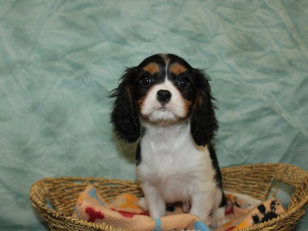 Cavalier King Charles Spaniel Dog Male Tri-Colored 21166 Petland Dalton, Georgia