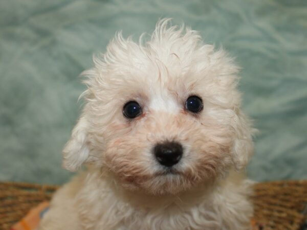 Bichon Frise Dog Female White 21152 Petland Dalton, Georgia