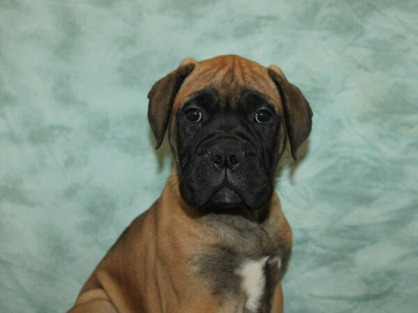 [#21155] Red Fawn Female Bullmastiff Puppies for Sale