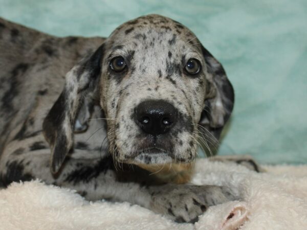 Great Dane Dog Female Blue Merle 21153 Petland Dalton, Georgia