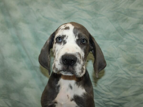 Great Dane Dog Male Blue / White 9886 Petland Dalton, Georgia