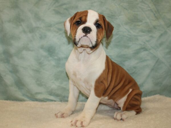 [#9884] Red / White Female Olde Bulldog Puppies for Sale