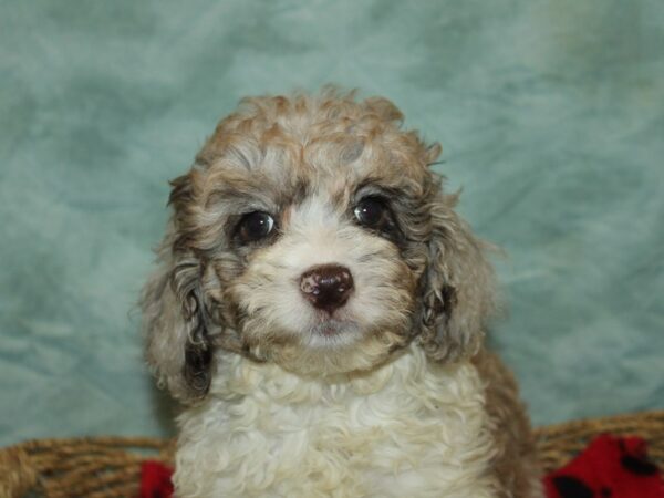 [#21200] Chocolate Merle Female Cockadoodle Puppies for Sale