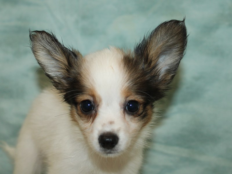 Papillon - 21171 Image #1