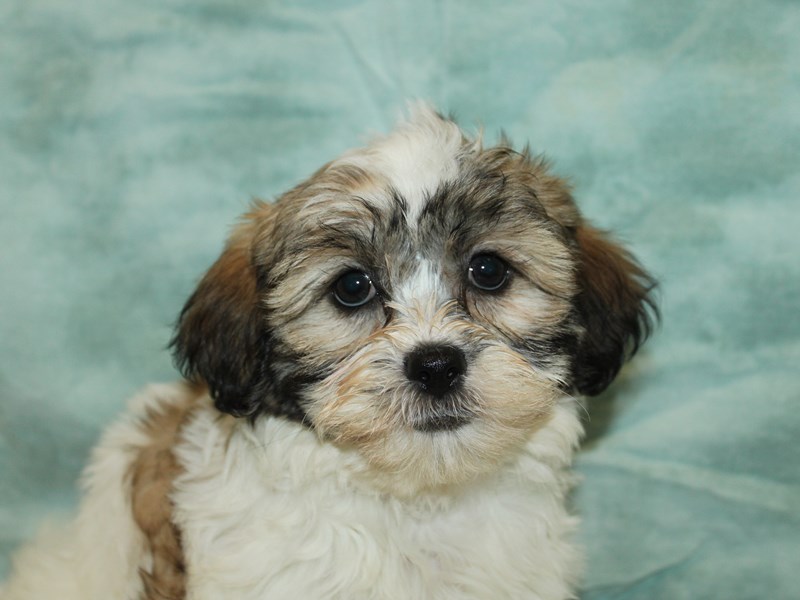 Teddy Bear - 21172 Image #1