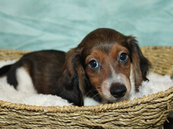 [#9897] Chocolate piebald Male Dachshund Puppies for Sale