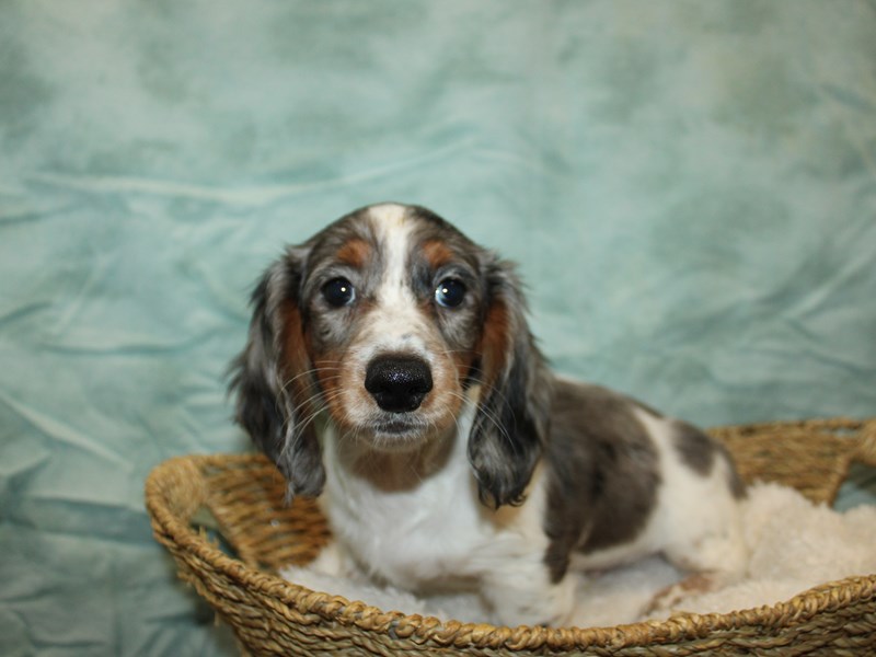 Dachshund - 21176 Image #1