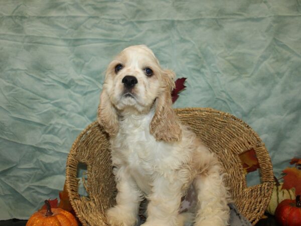 [#21180] Buff / White Male Cocker Spaniel Puppies for Sale