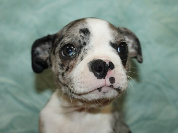 [#9899] Blue Merle and White Female Boston Terrier Puppies for Sale
