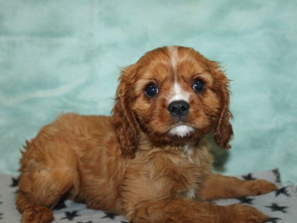 [#21187] Ruby Male Cavalier King Charles Spaniel Puppies for Sale