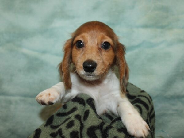[#9909] red piebald Male Dachshund Puppies for Sale