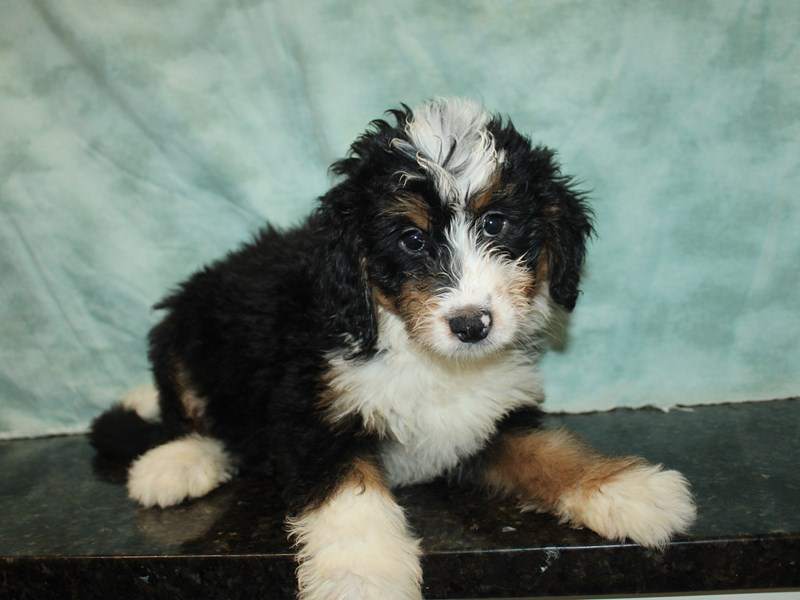 Bernedoodle Mini - 9818 Image #1