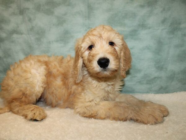 [#21136] Apricot Male Goldendoodle 2nd Gen Puppies for Sale