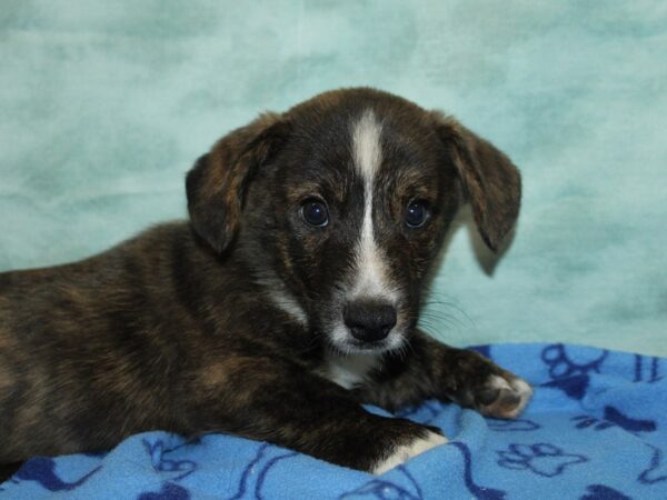 [#21186] Brindle Male Cardigan Welsh Corgi Puppies for Sale