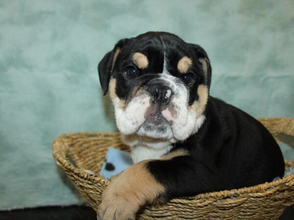 [#9867] Black Male English Bulldog Puppies for Sale