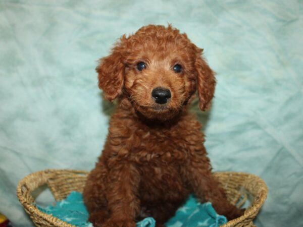 [#9893] red Male Miniature Goldendoodle Puppies for Sale