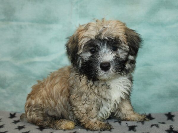 [#9906] Dark Sable Male Havanese Puppies for Sale