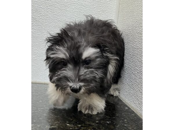 [#9905] Black / Tan Male Maltipoo Puppies for Sale