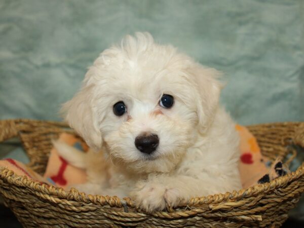 [#9916] White Female Teddy Bear Puppies for Sale