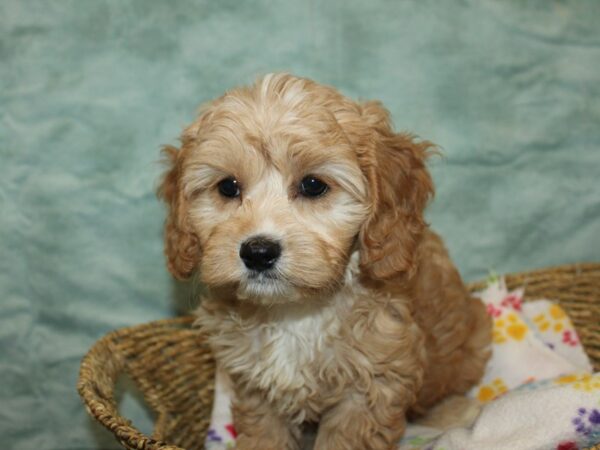 [#9917] Red / White Female Cavapoo Puppies for Sale