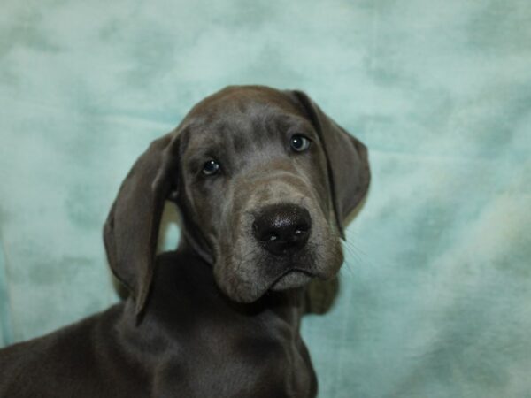 [#9927] Blue Female Great Dane Puppies for Sale