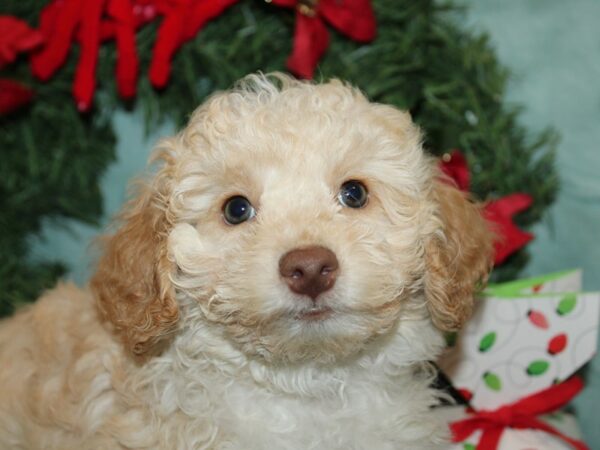 [#9938] Red Male Poodle Mini Puppies for Sale