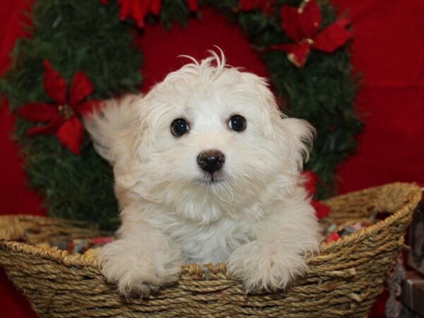 [#21261] White Female Coton De Tulear Puppies for Sale