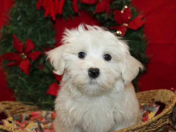[#21260] White Female Maltese Puppies for Sale
