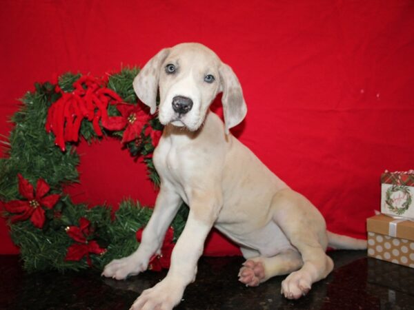 [#21259] Fawn / White Male Great Dane Puppies for Sale
