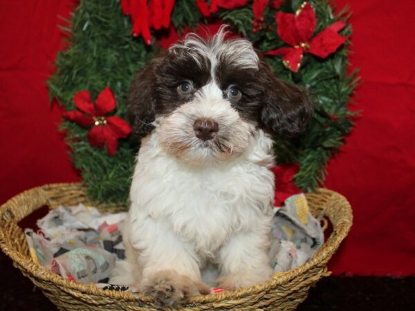 [#21264] Chocolate / White Female Havapoo Puppies for Sale