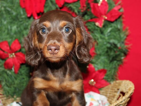 [#21256] Chocolate / Tan Male Dachshund Puppies for Sale