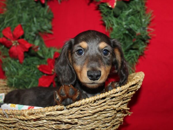 [#21255] Black / Tan Male Dachshund Puppies for Sale