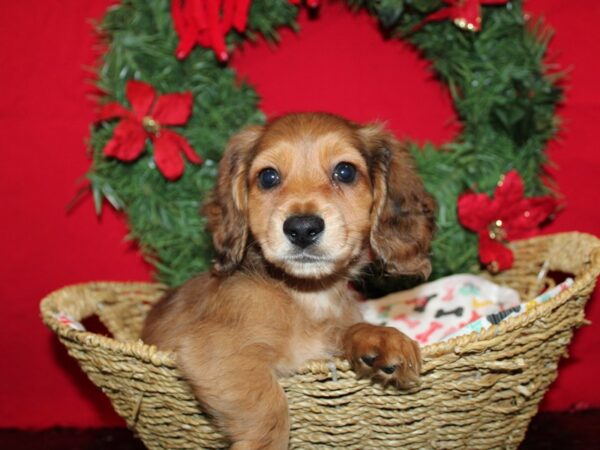 [#9950] Wild Boar Male Dachshund Puppies for Sale