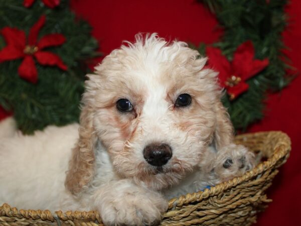 [#9954] White Male Goldendoodle Mini Puppies for Sale